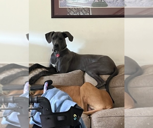 Medium Photo #2  Breeder Profile in LANGHORNE, PA, USA