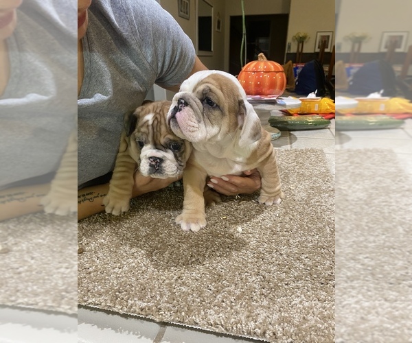 Medium Photo #1  Breeder Profile in SACRAMENTO, CA, USA