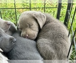 Small #4 Breeder Profile image