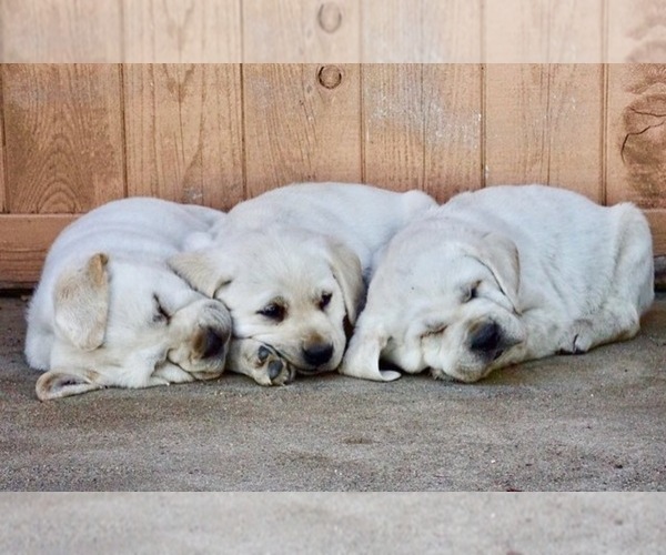 Medium Photo #23  Breeder Profile in PAUMA VALLEY, CA, USA