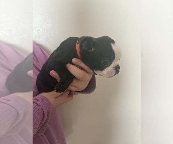 Medium Photo #5  Breeder Profile in GADSDEN, AL, USA