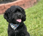 Small breeder photo