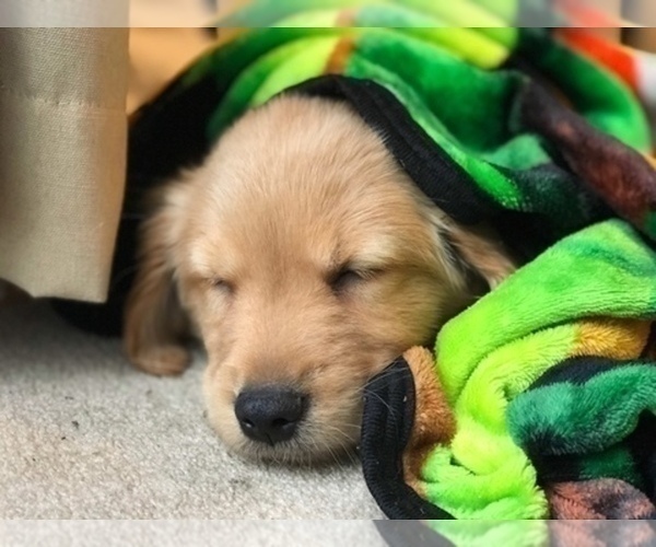 Medium Photo #1  Breeder Profile in CRANSTON, RI, USA