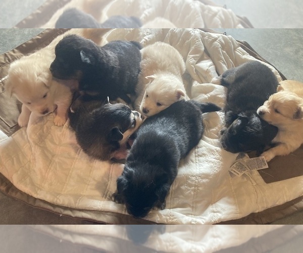 Medium Photo #1  Breeder Profile in MILESVILLE, SD, USA
