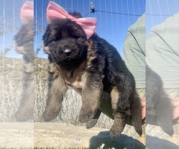 Medium Photo #35  Breeder Profile in PINON HILLS, CA, USA