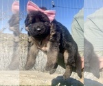 Small #34 Breeder Profile image