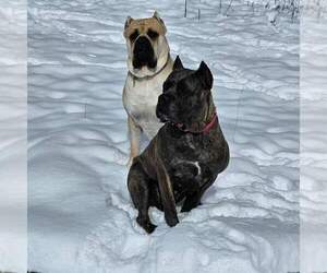 Cane Corso Dog Breeder near NASHVILLE, TN, USA