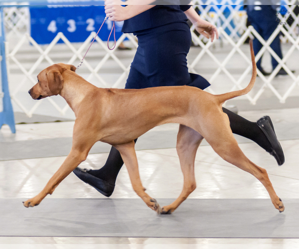 Medium Photo #18  Breeder Profile in CALDWELL, TX, USA