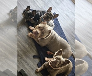 French Bulldog Dog Breeder near GLEN BURNIE, MD, USA