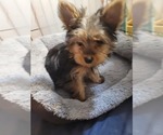 Small #159 Breeder Profile image