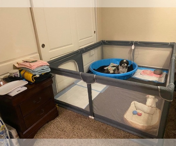 Medium Photo #1  Breeder Profile in VISALIA, CA, USA