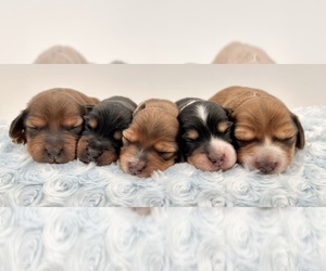 Zuchon Dog Breeder near FAIRBANK, IA, USA