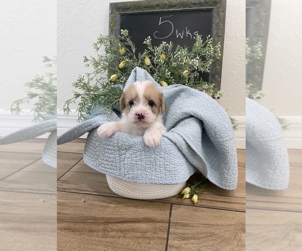 Medium Photo #22  Breeder Profile in OSTEEN, FL, USA