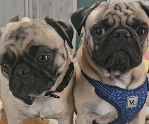 Pug Dog Breeder near GLENCOE, KY, USA