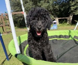 Poodle (Standard) Dog Breeder near GASTON, SC, USA