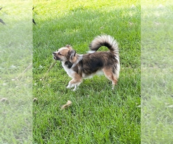 Medium Photo #78  Breeder Profile in TWINING, MI, USA