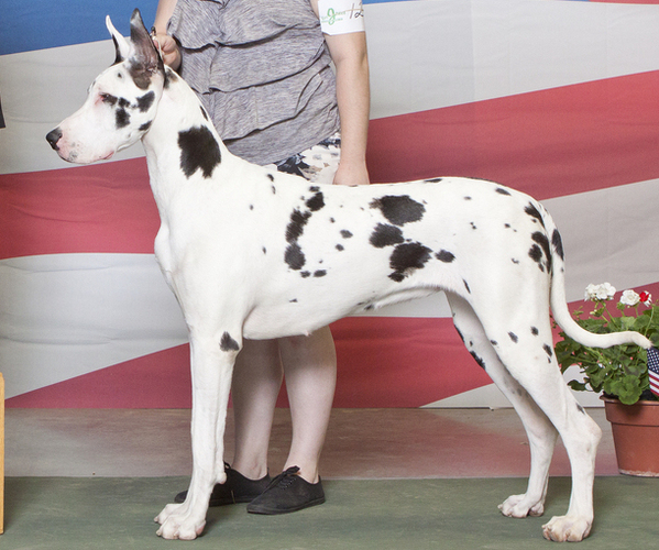 Medium Photo #1  Breeder Profile in ROCKFORD, IL, USA