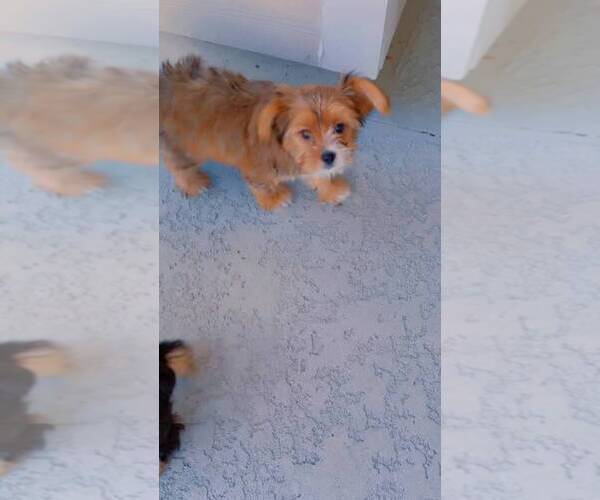 Medium Photo #1  Breeder Profile in SAINT AUGUSTINE, FL, USA