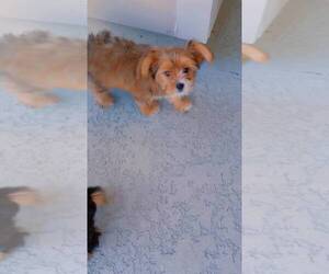 Yorkshire Terrier Dog Breeder near SAINT AUGUSTINE, FL, USA