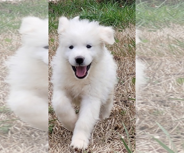 Medium Photo #1  Breeder Profile in MARTIN, GA, USA