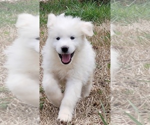 Great Pyrenees Dog Breeder in MARTIN,  USA