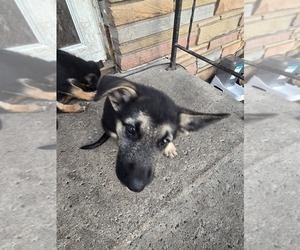 German Shepherd Dog Dog Breeder near LU VERNE, IA, USA