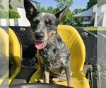 Small #16 Breeder Profile image