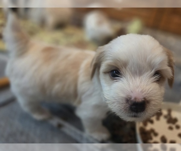 Medium Photo #10  Breeder Profile in MILWAUKIE, OR, USA