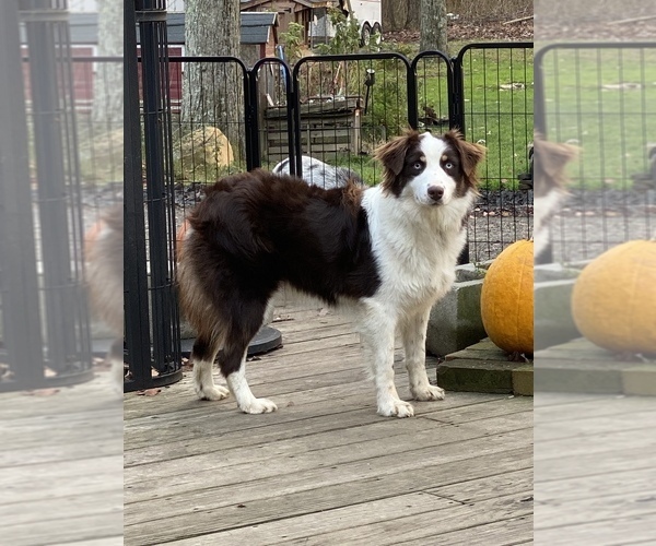 Medium Photo #7  Breeder Profile in BETHANY, CT, USA