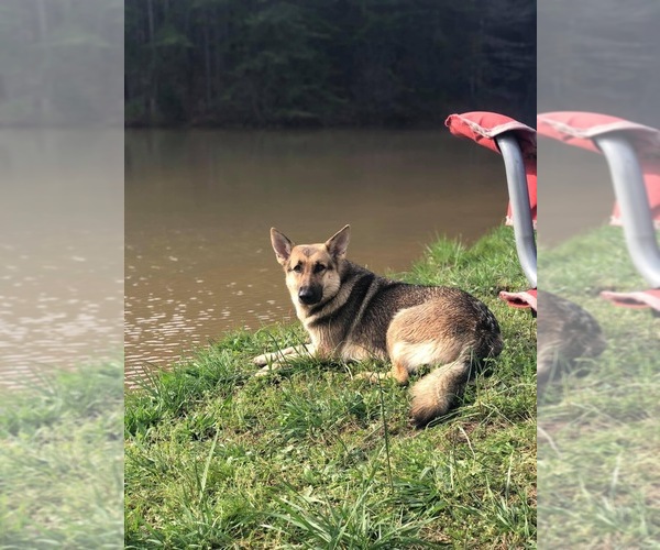 Medium Photo #1  Breeder Profile in BALDWIN, GA, USA