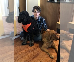 Main photo of Goldendoodle Dog Breeder near CO SPGS, CO, USA