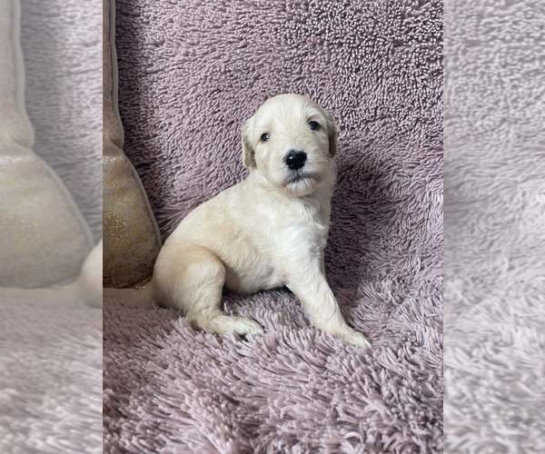 Medium Photo #1  Breeder Profile in FLOWERY BRANCH, GA, USA