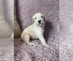 Small breeder photo