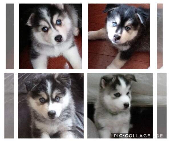 Medium Photo #1  Breeder Profile in BRONX, NY, USA