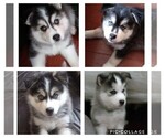 Small breeder photo