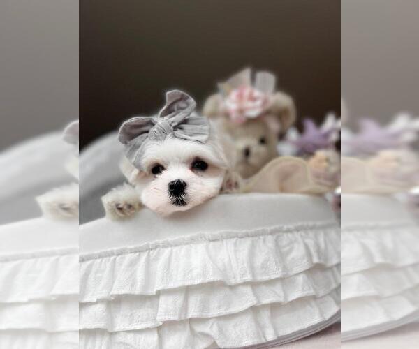Medium Photo #34  Breeder Profile in PEMBROKE PINES, FL, USA