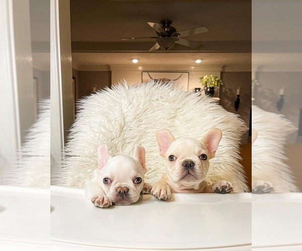 Medium Photo #1  Breeder Profile in CHESAPEAKE, VA, USA