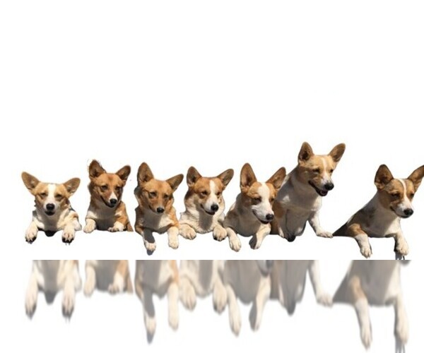 Medium Photo #1  Breeder Profile in FREDERICKSBURG, TX, USA