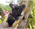 Small #9 Breeder Profile image