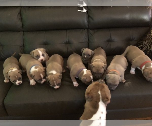 Medium Photo #1  Breeder Profile in HARRISVILLE, RI, USA