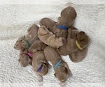 Small #3 Breeder Profile image