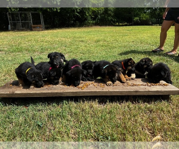 Medium Photo #1  Breeder Profile in LOVELADY, TX, USA