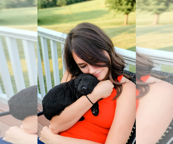 Medium Photo #1  Breeder Profile in SABETHA, KS, USA