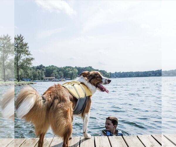 Medium Photo #37  Breeder Profile in PARIS, MI, USA