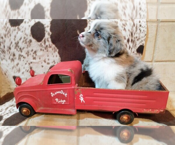 Medium Photo #4  Breeder Profile in SEVERY, KS, USA