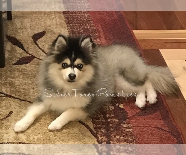 Medium Photo #23  Breeder Profile in GOLDEN VALLEY, AZ, USA