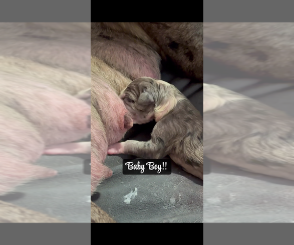 Medium Photo #8  Breeder Profile in RANSOMVILLE, NY, USA