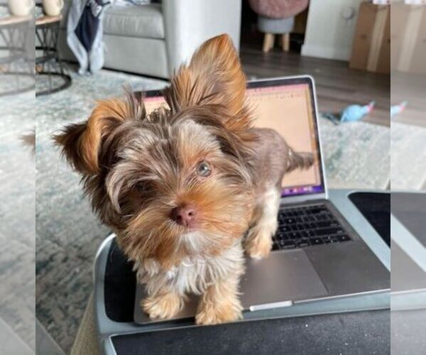Medium Photo #21  Breeder Profile in SAN TAN VALLEY, AZ, USA