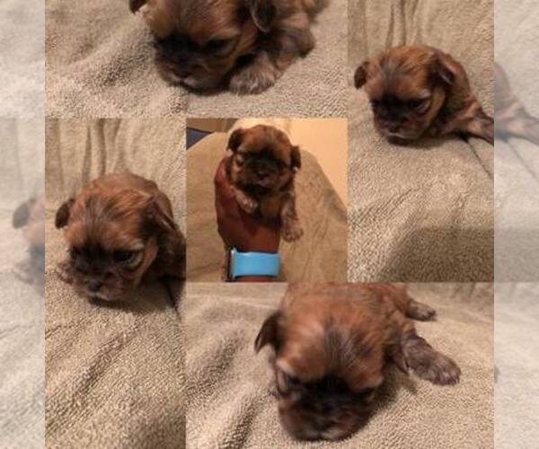 Medium Photo #1  Breeder Profile in BUFORD, GA, USA