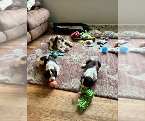 Medium Photo #16  Breeder Profile in CHATTANOOGA, TN, USA